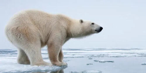 polar bear on ice 