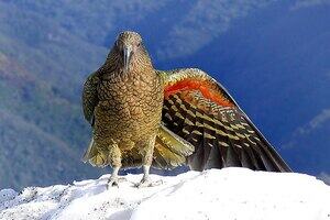 A Kea, an alpine parrot. It has mottled moss green feathers, and is displaying the underside of one wing which has a bright orange-red streak. it sits on a snowy mountainside