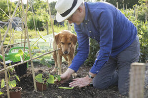 Man planting seeds with his dog watching