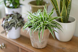 Five house plants on a wooden chest of drawers