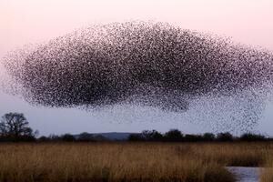 bird swarm